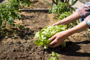 Möglichkeiten der Selbstversorgung: Garten